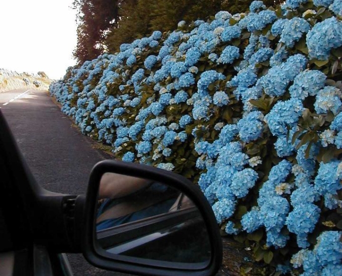 Azores Hydrangea Flowers
